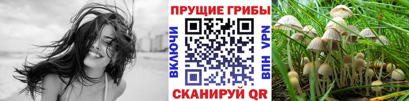 Псилоцибиновые грибы Psilocybine cubensis  площадка наркотические препараты  Шали 